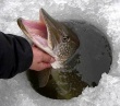 Соревнования по зимнему лову рыбы